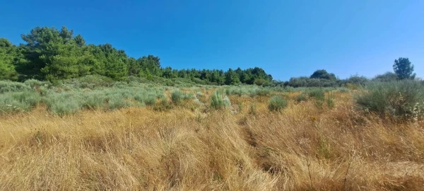 Terreno para Venda em Carviçais