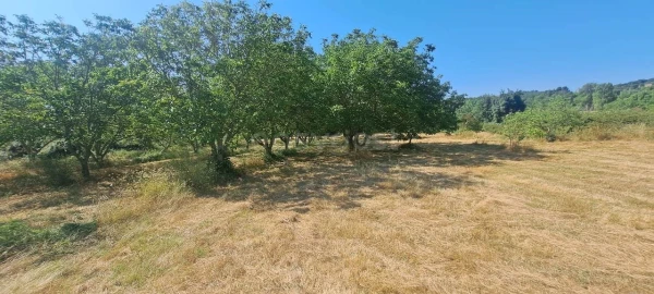 Terreno para Venda em Carviçais