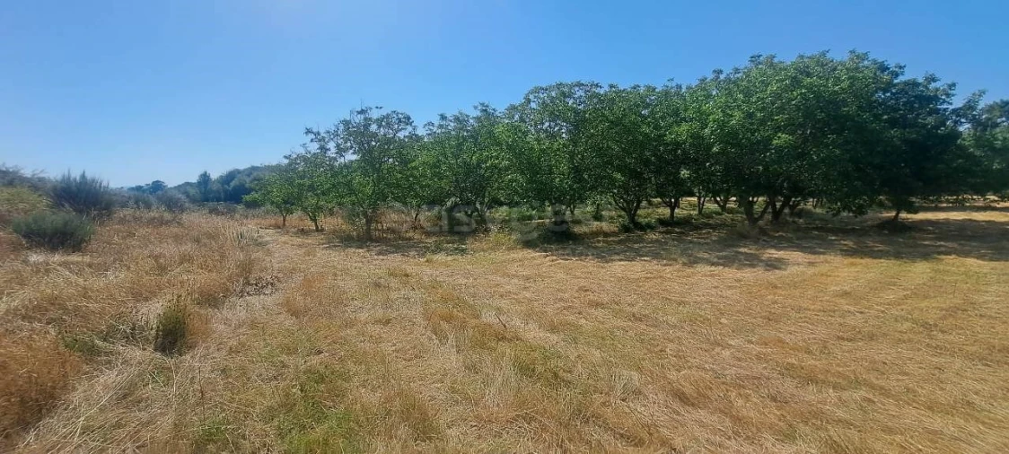 Terreno para Venda em Carviçais Foto 8