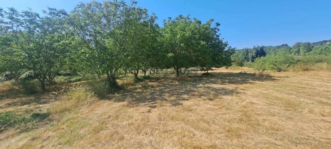 Terreno para Venda em Carviçais Foto 10