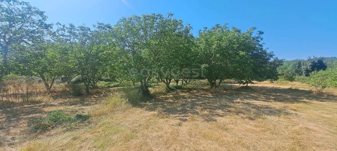 Terreno para Venda em Carviçais Foto 11