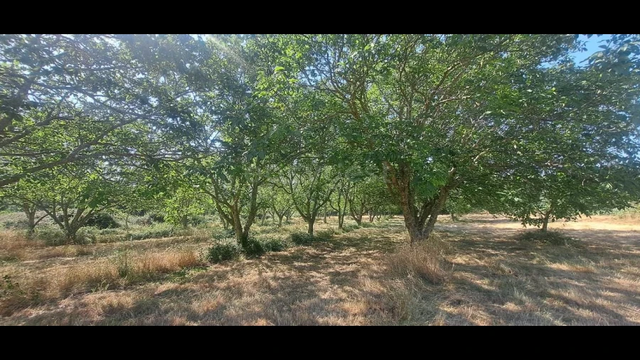 Terreno para Venda em Carviçais