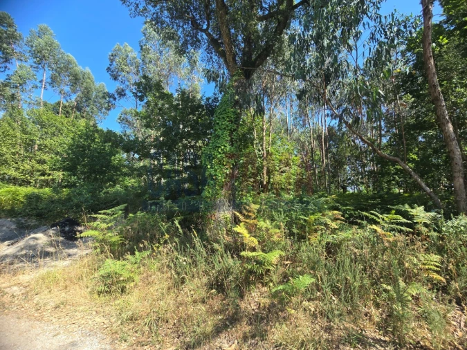 Terreno para Venda em Carreira e Bente Foto 11