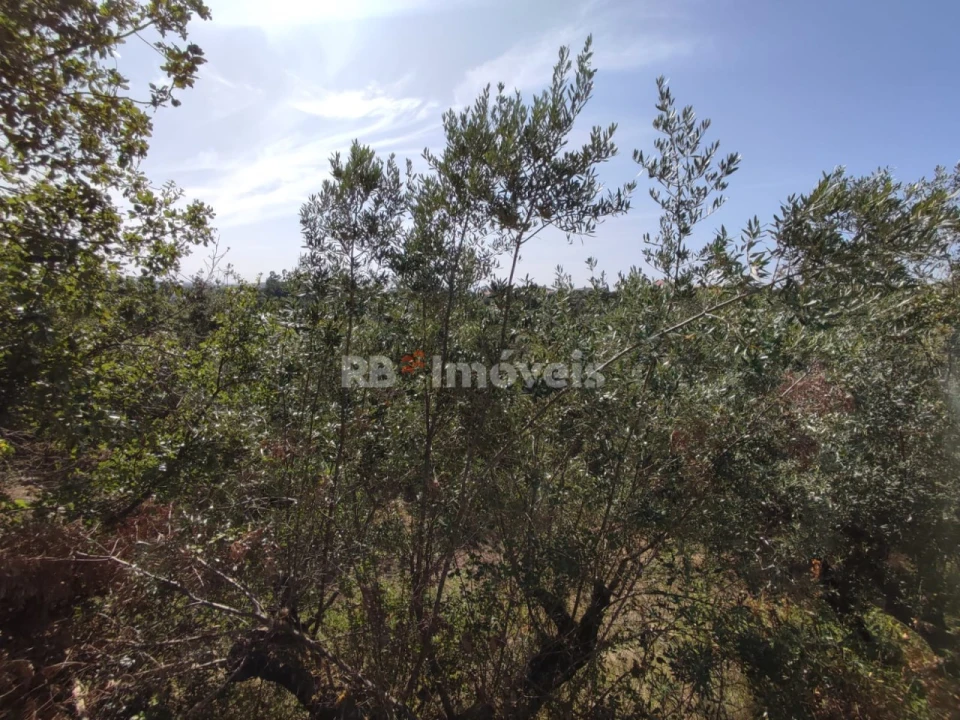 Terreno Agricola ou Rústico para Venda em Além da Ribeira e Pedreira Foto 8
