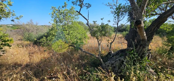 Terreno Agricola ou Rústico para Venda em São Bartolomeu de Messines