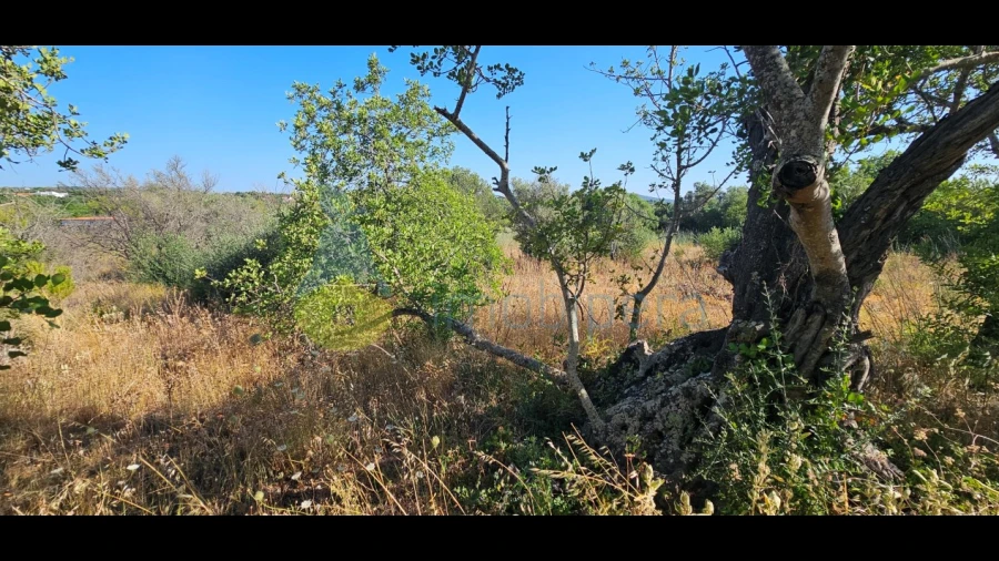 Terreno Agricola ou Rústico para Venda em São Bartolomeu de Messines