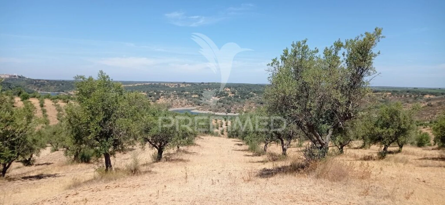 Terreno para Venda em Avis Foto 7