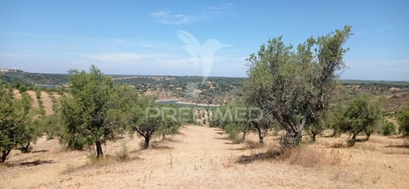 Terreno para Venda em Avis