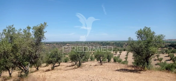 Terreno para Venda em Avis