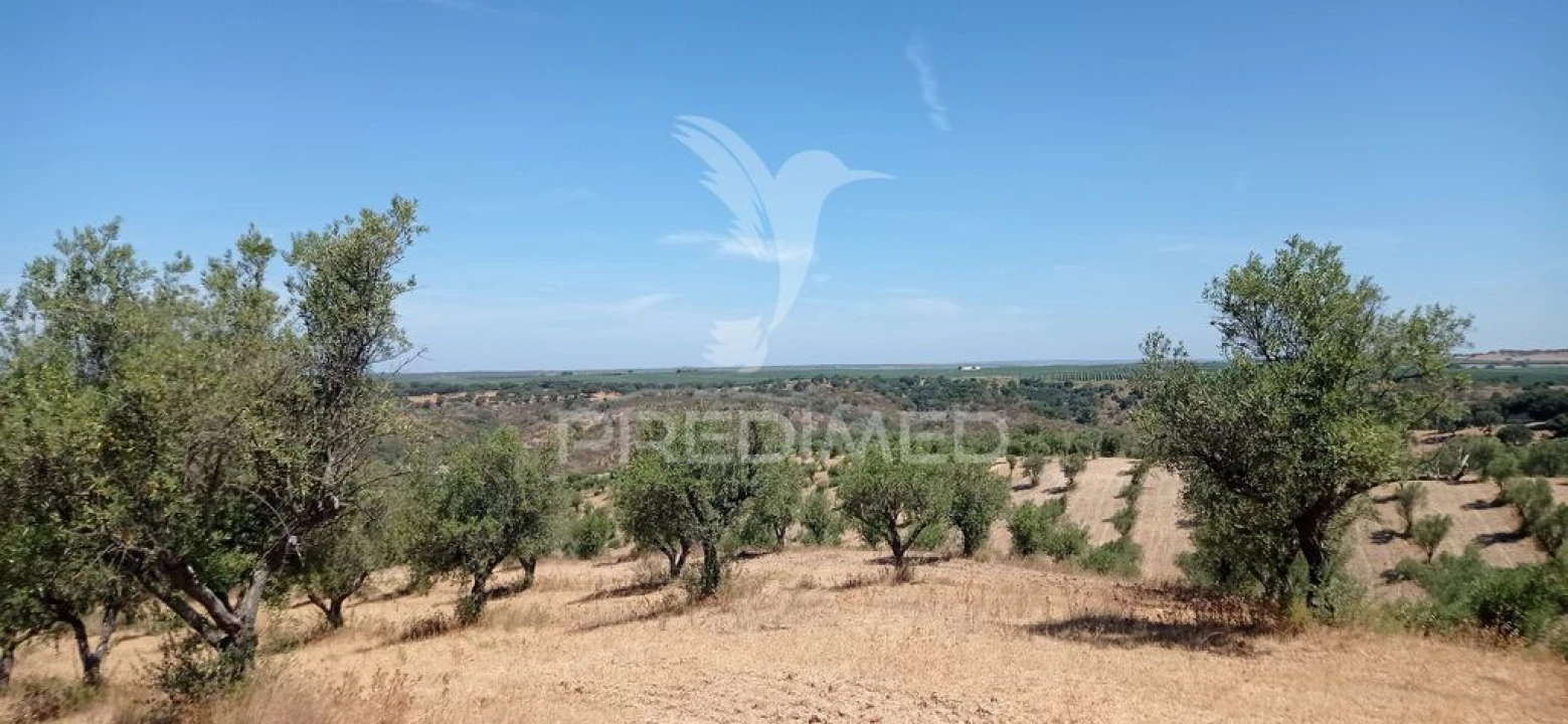 Terreno para Venda em Avis Foto 6
