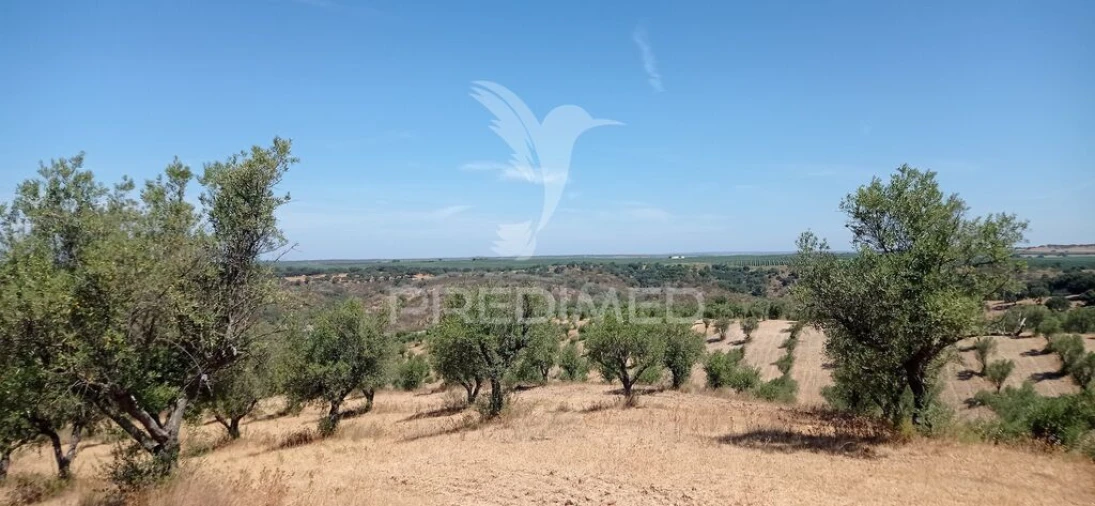 Terreno para Venda em Avis Foto 6