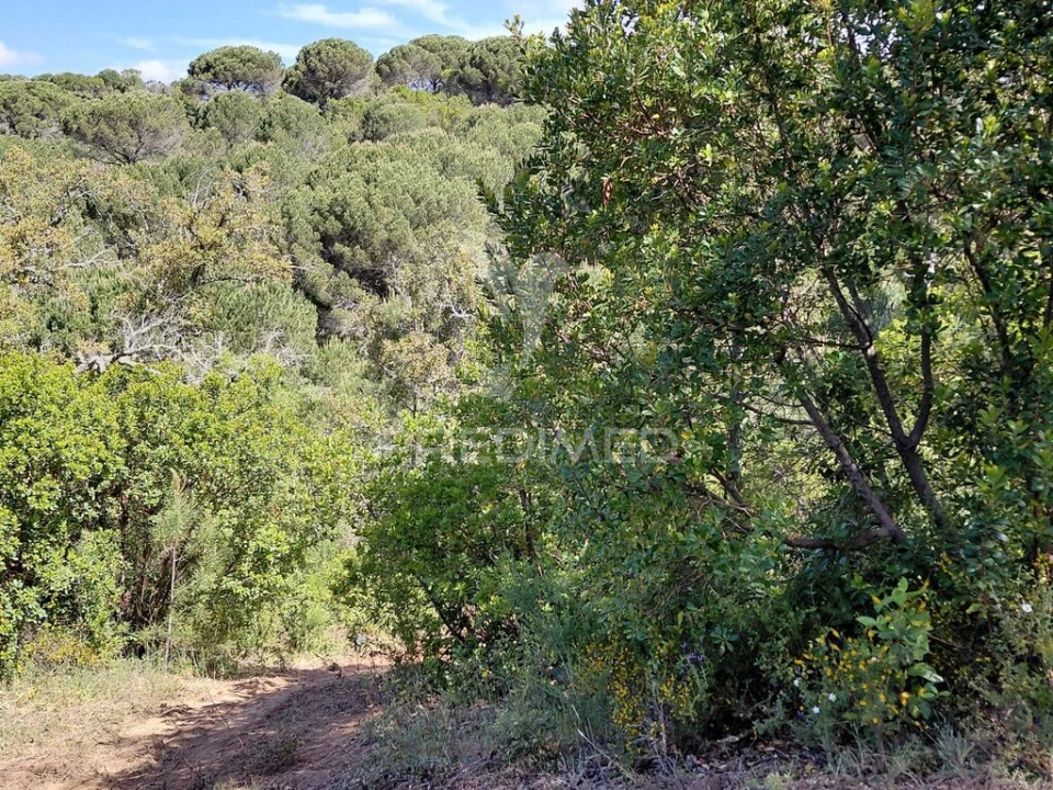 Terreno para Venda em São Francisco da Serra Foto 5