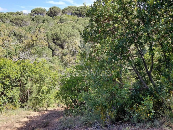 Terreno para Venda em São Francisco da Serra Foto 13