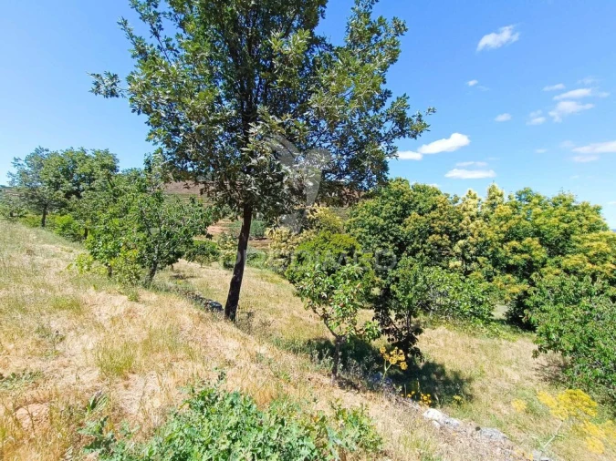 Terreno para Venda em Alcongosta Foto 2