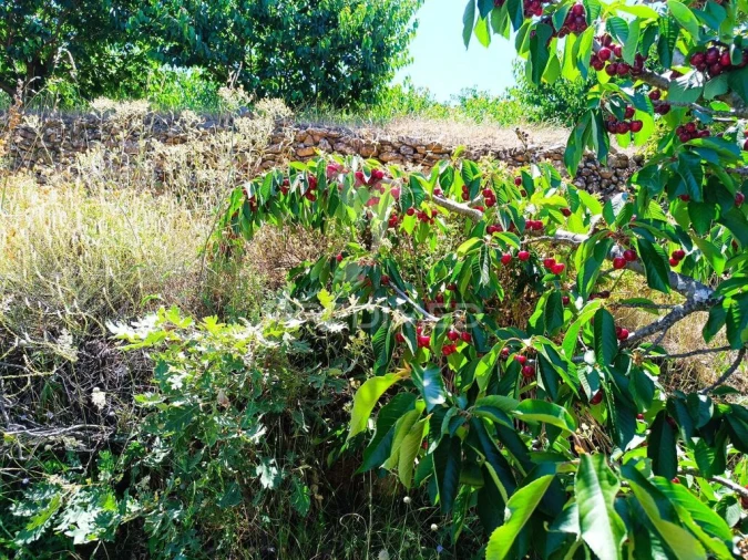 Terreno para Venda em Alcongosta Foto 9