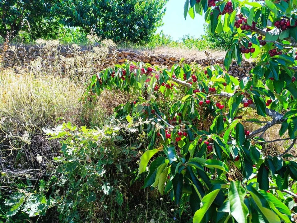 Terreno para Venda em Alcongosta Foto 9