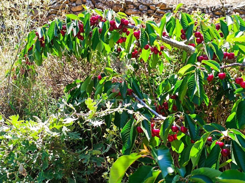 Terreno para Venda em Alcongosta Foto 10