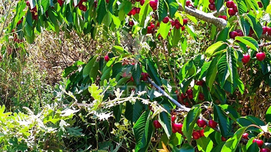 Terreno para Venda em Alcongosta