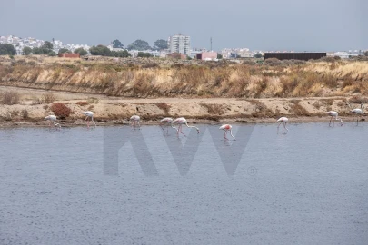 Quinta T5 para Venda em Castro Marim