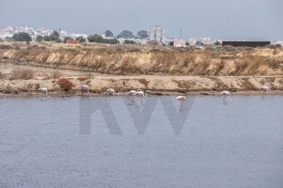 Quinta T5 para Venda em Castro Marim