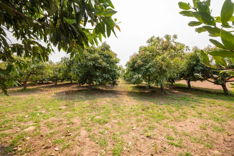 Moradia T5 para Venda em Ílhavo (São Salvador) Foto 49