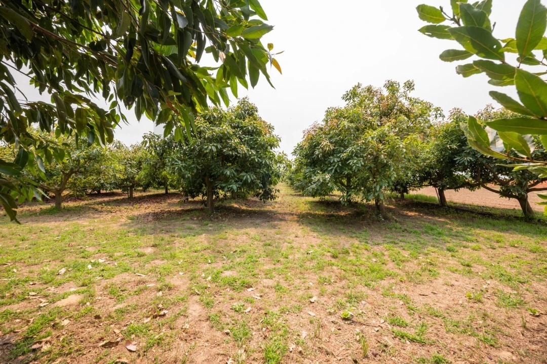 Moradia T5 para Venda em Ílhavo (São Salvador) Foto 49