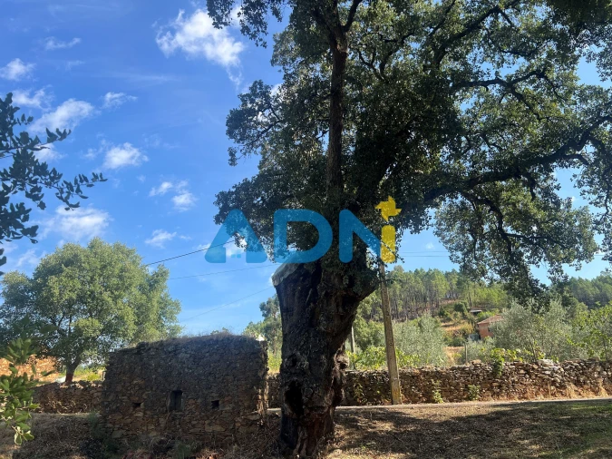 Moradia para Venda em Almaceda Foto 11
