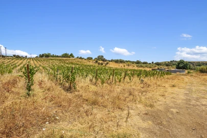 Quinta T9 para Venda em Borba (Matriz)
