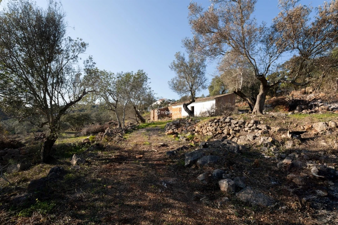 Terreno Misto para Venda em Loule (São Clemente) Foto 16