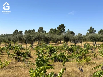 Quinta T0 para Venda em Lardosa