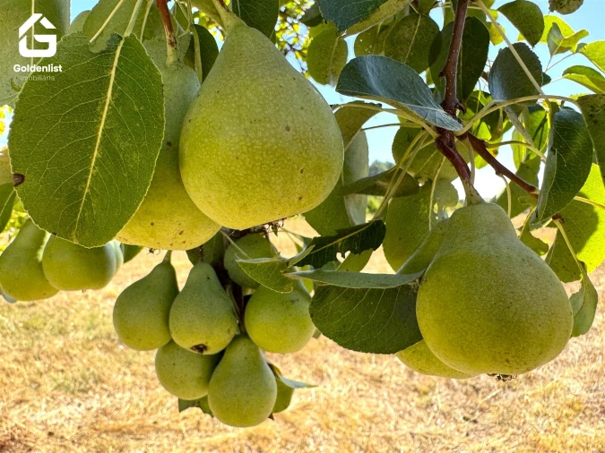 Quinta T0 para Venda em Lardosa Foto 31