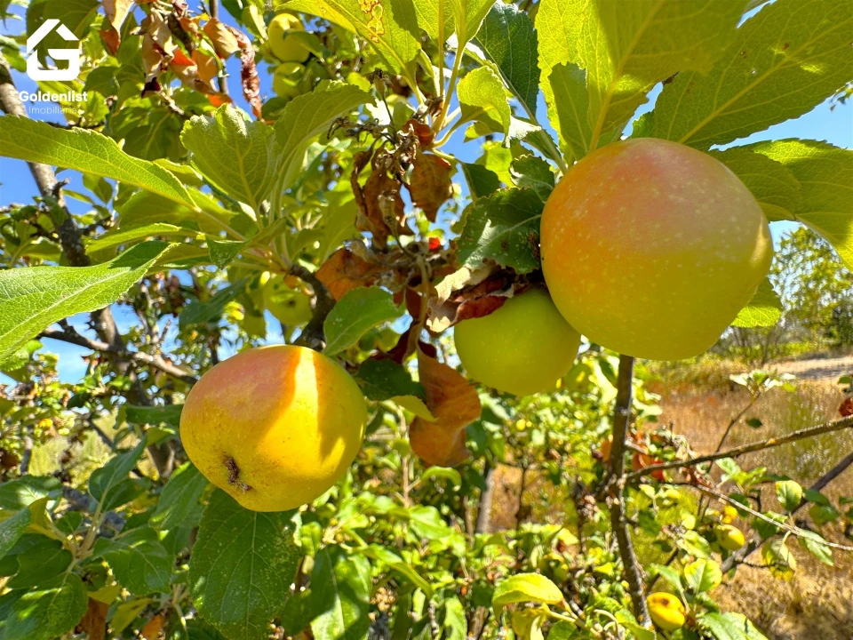 Quinta T0 para Venda em Lardosa Foto 47