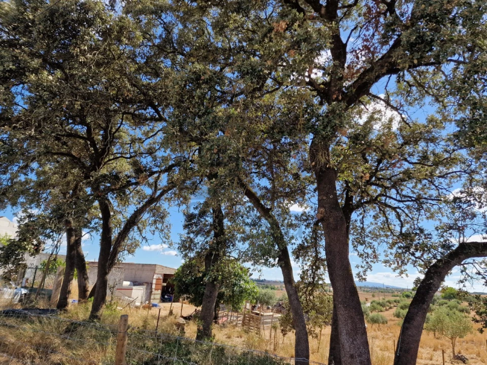 Moradia T3 para Venda em Azoia de Cima e Tremês Foto 21