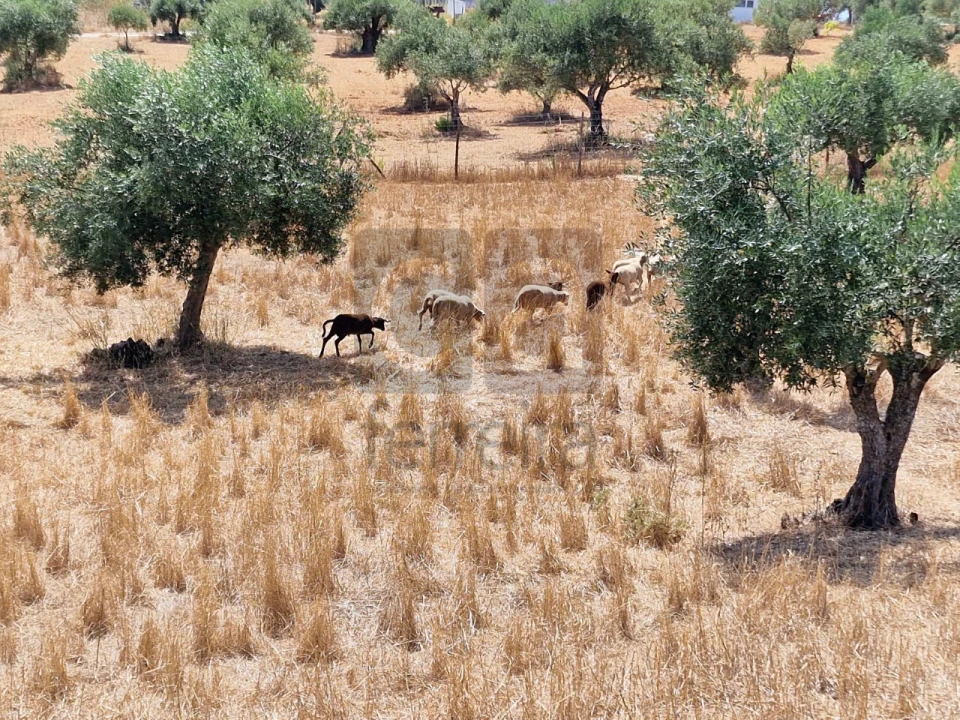 Moradia T3 para Venda em Azoia de Cima e Tremês Foto 33