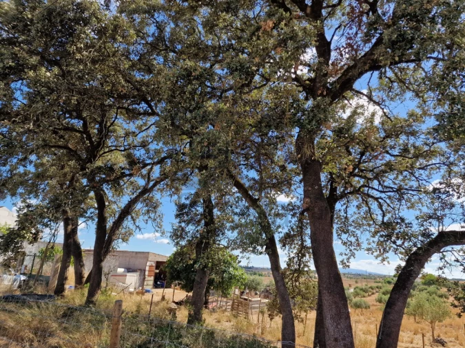 Moradia T3 para Venda em Azoia de Cima e Tremês Foto 21