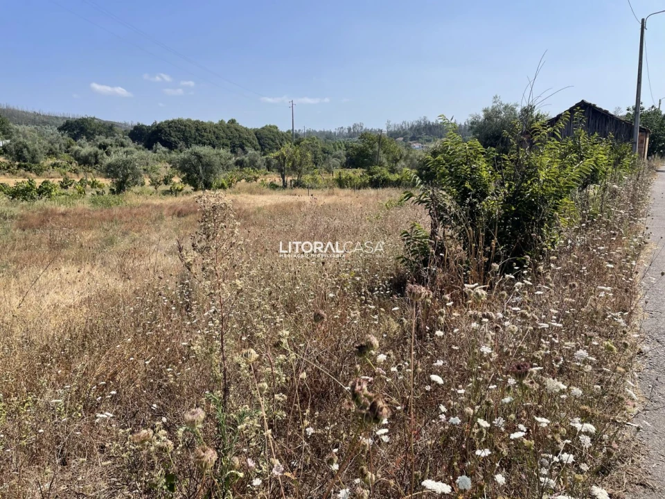 Terreno para Venda em Macinhata do Vouga Foto 6