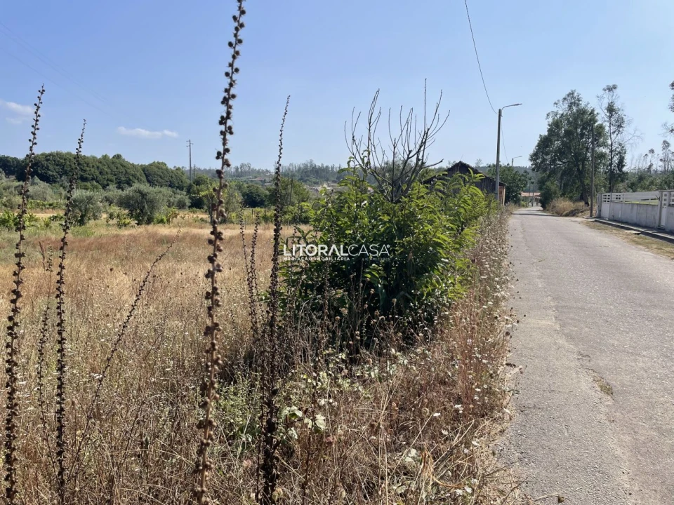 Terreno para Venda em Macinhata do Vouga Foto 1