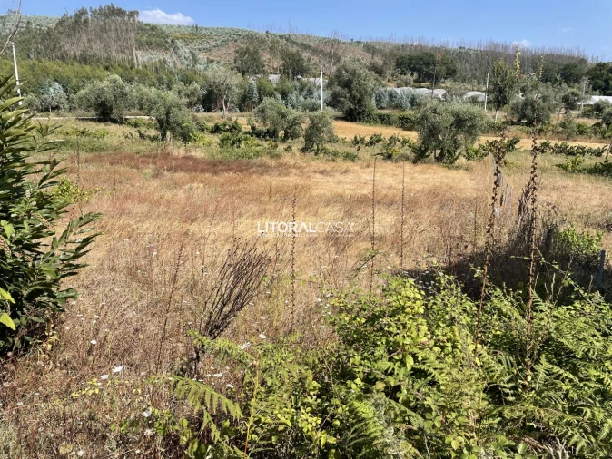 Terreno para Venda em Macinhata do Vouga Foto 14