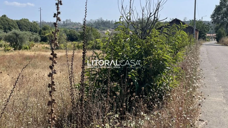 Terreno para Venda em Macinhata do Vouga