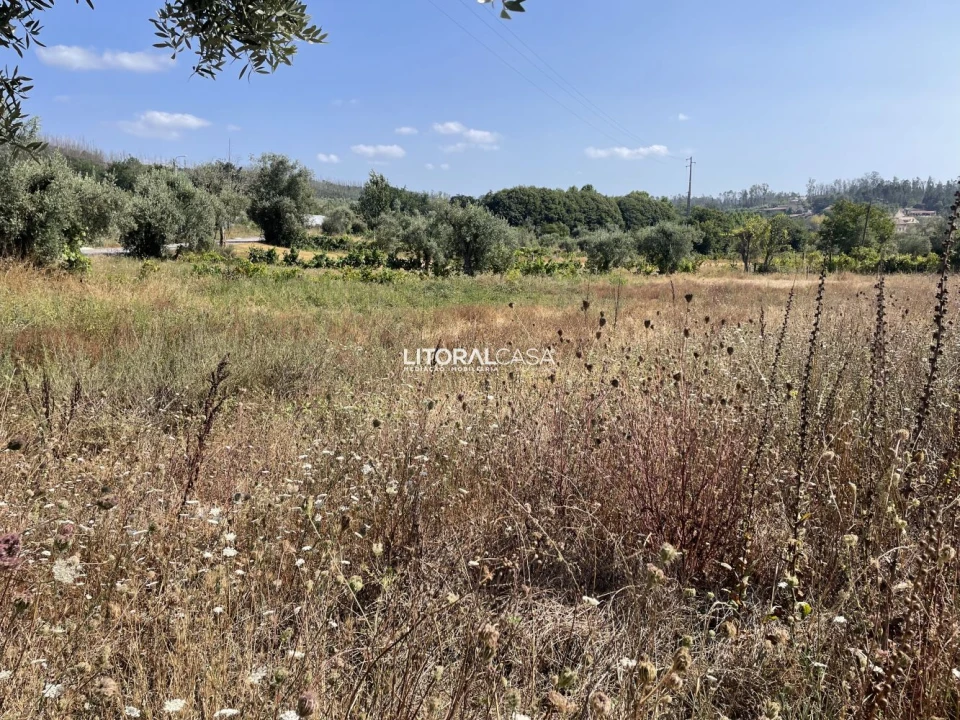Terreno para Venda em Macinhata do Vouga Foto 5