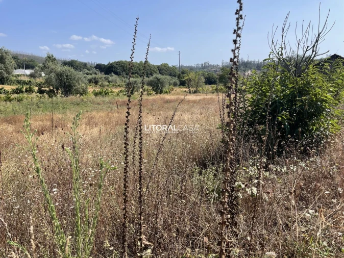 Terreno para Venda em Macinhata do Vouga Foto 4