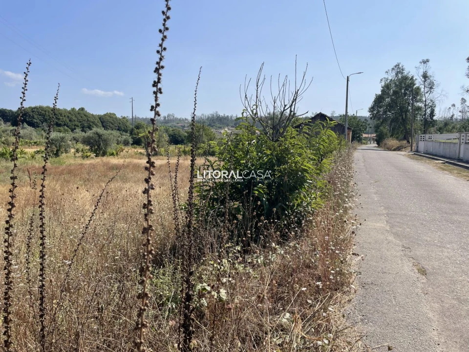Terreno para Venda em Macinhata do Vouga Foto 1
