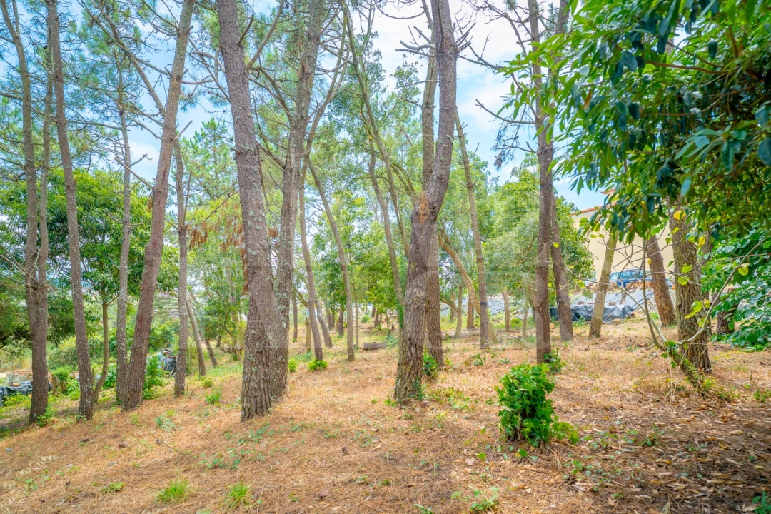 Moradia T5 para Venda em Santo Isidoro Foto 42