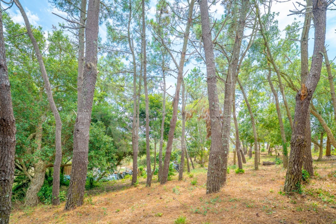 Moradia T5 para Venda em Santo Isidoro Foto 41