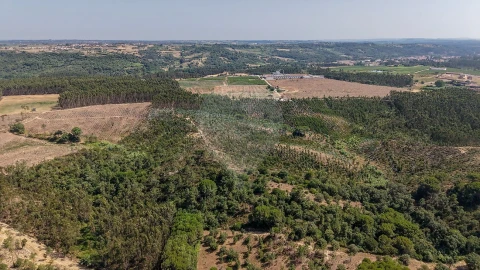 Terreno para Venda em São João da Ribeira e Ribeira de São João