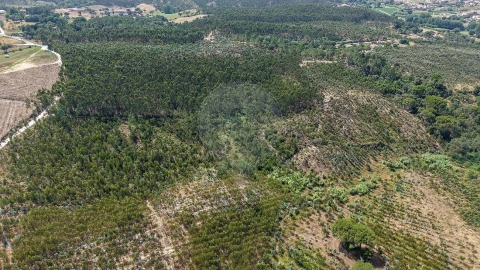 Terreno para Venda em São João da Ribeira e Ribeira de São João