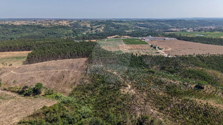 Terreno para Venda em São João da Ribeira e Ribeira de São João Foto 12