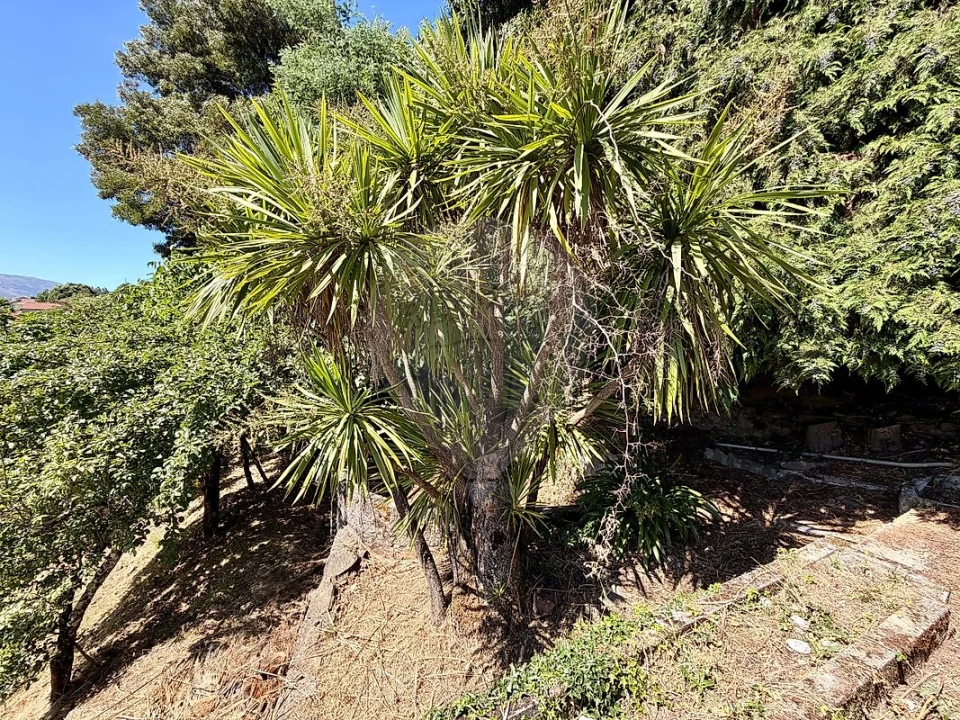 Quinta T0 para Venda em Sedielos Foto 22