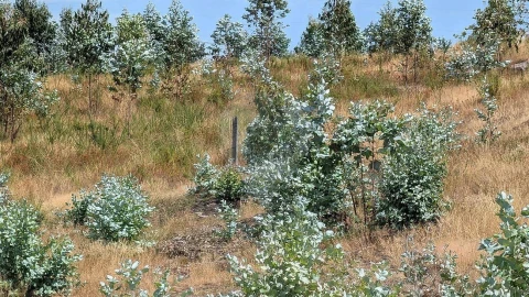 Terreno para Venda em Águas Santas e Moure