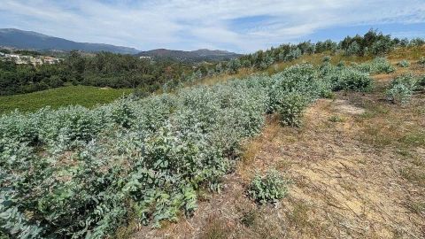 Terreno para Venda em Águas Santas e Moure